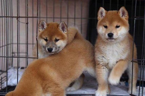 柴犬